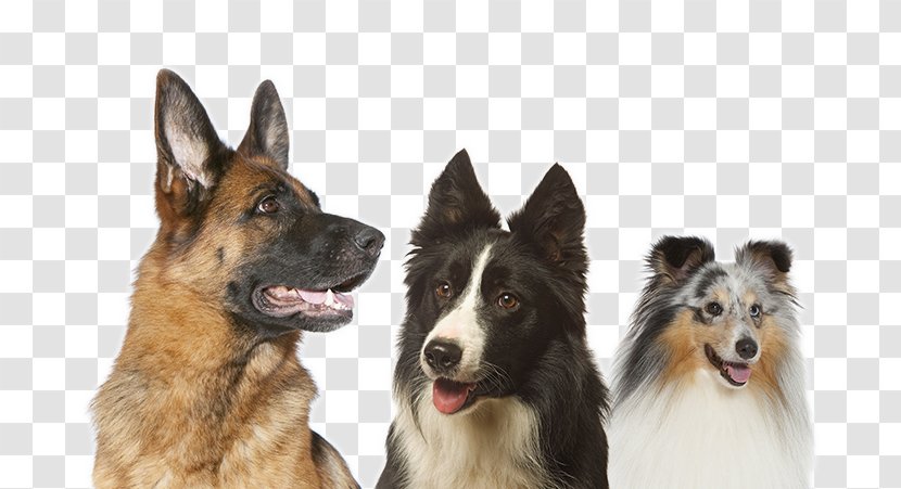 Dog Breed Shiloh Shepherd King German Icelandic Sheepdog - Group Of Dogs Transparent PNG