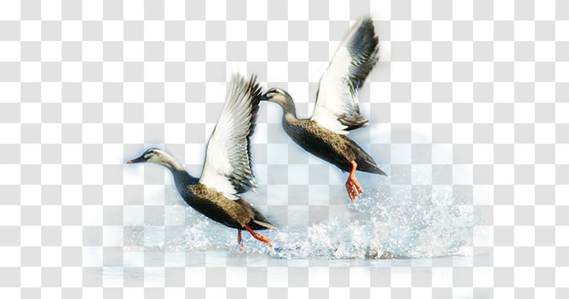 Duck - Poultry - Creativity Transparent PNG