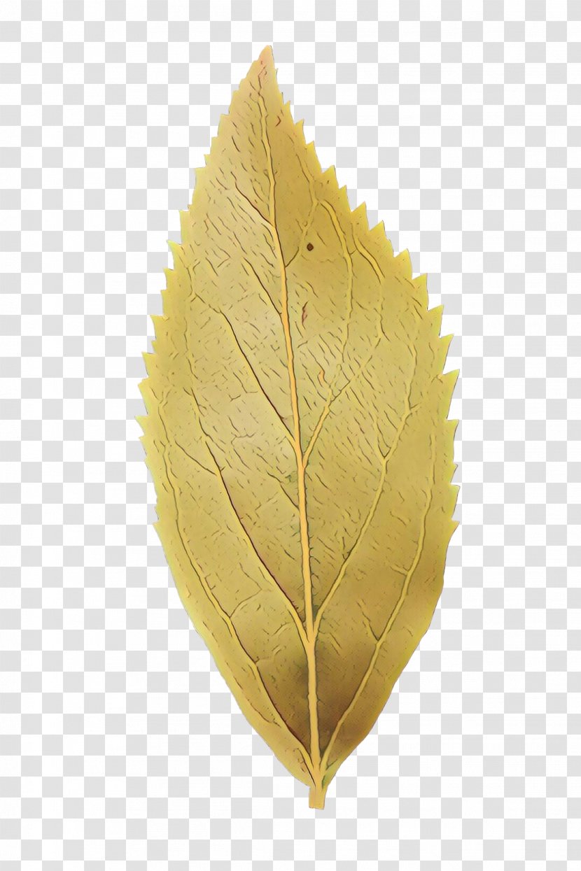 Leaf - Yellow - Tree Transparent PNG