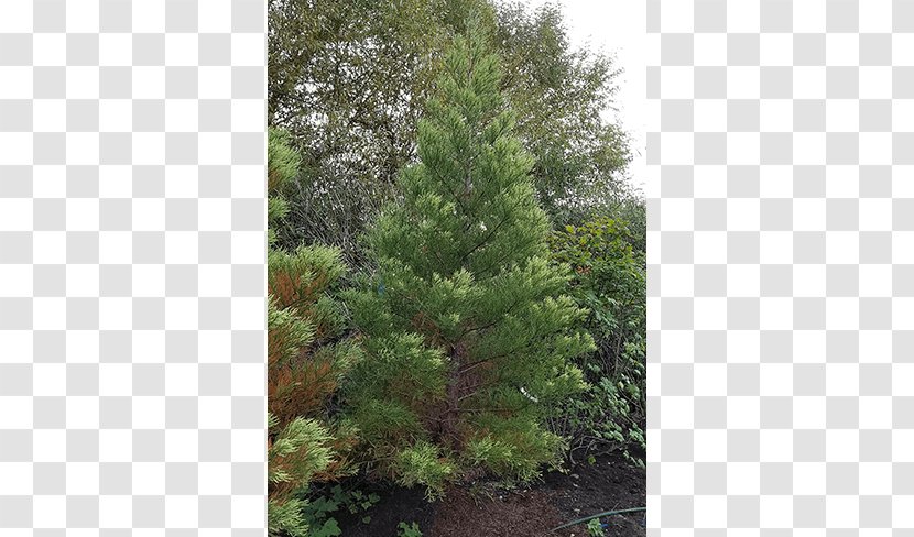 Spruce Pine Larch Fir Tree - Biome - Giant Sequoia Transparent PNG