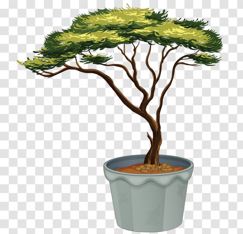 Royalty-free Stock Photography Signage Illustration - Bonsai - Potted Plant Transparent PNG