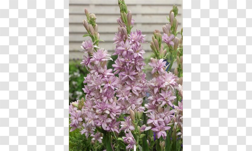 Tuberose Bulb English Lavender Tiger Lily Dahlia - Flower - Peruvian Transparent PNG