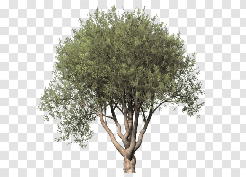 Drawing Trees Populus Alba Plant Clip Art - Oak - Tree Transparent PNG