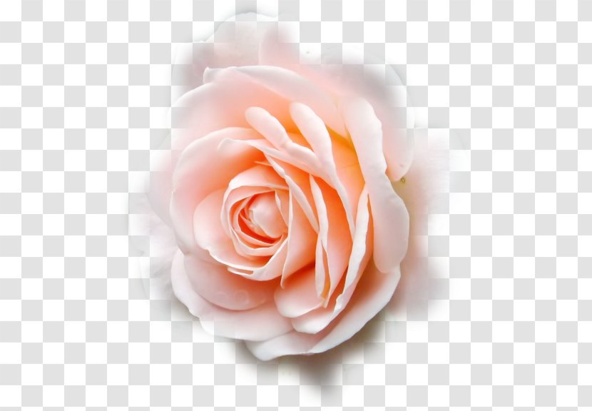 Garden Roses Cabbage Rose Inked With Love Floribunda Cut Flowers - Close Up - Tulipe Transparent PNG