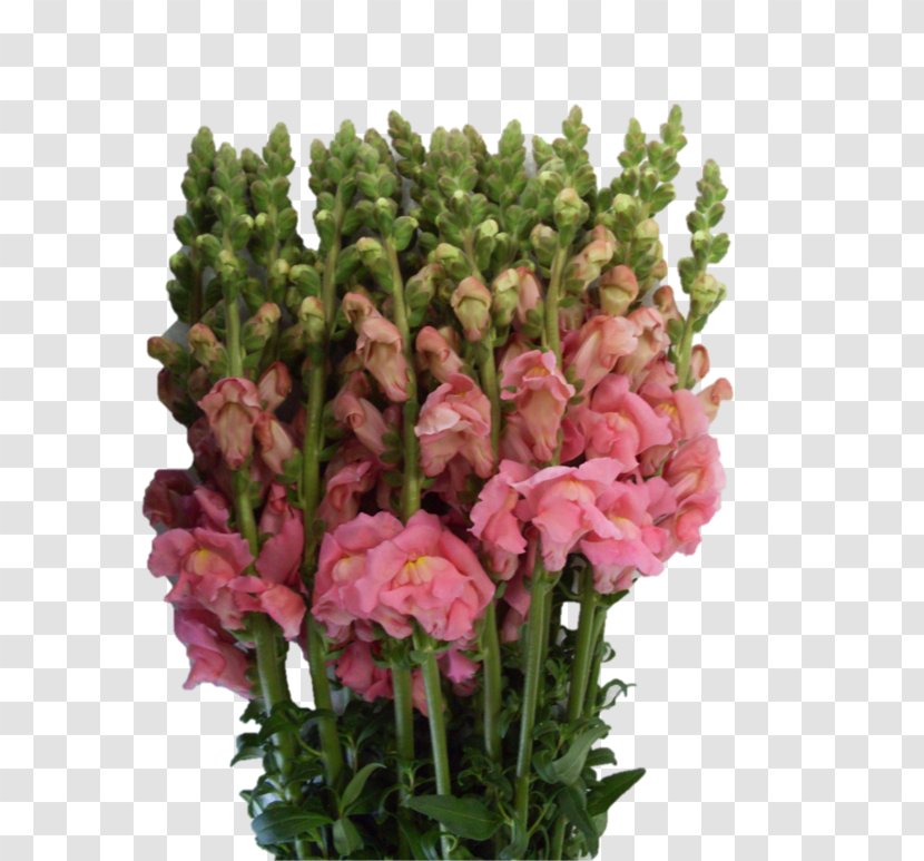 Cut Flowers Snapdragons Flower Delivery Plant Stem - Flowerpot Transparent PNG