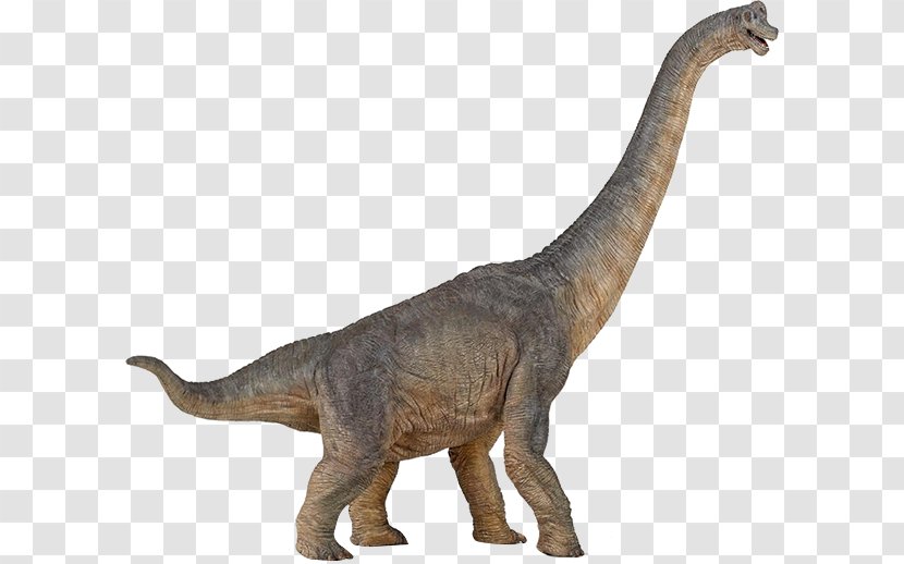 Brachiosaurus Apatosaurus Dinosaur Amargasaurus Baryonyx - Carnegie Collection Transparent PNG