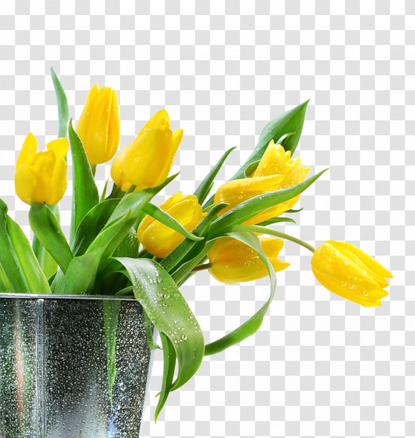 Tulip Flower Yellow Photography - Bouquet - Spring Forward Transparent PNG