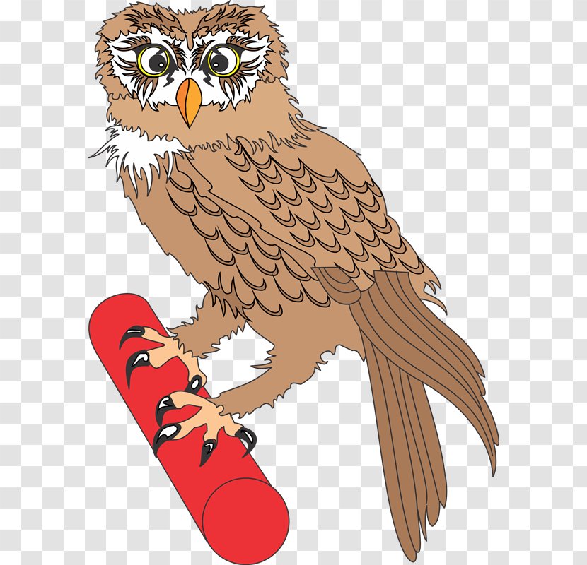 Owl Photography Animaatio Clip Art - Aves Transparent PNG