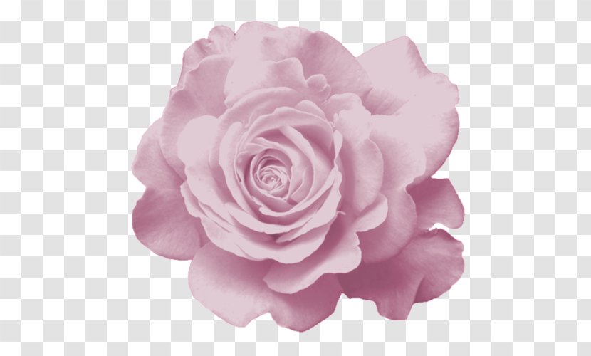 Garden Roses Cabbage Rose Floribunda Flower Petal - China Transparent PNG