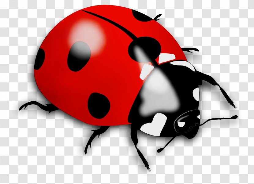 Ladybird Beetle Image JPEG Clip Art - Insect Transparent PNG