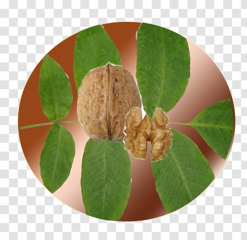 English Walnut Species Cultivar - Leaf Transparent PNG