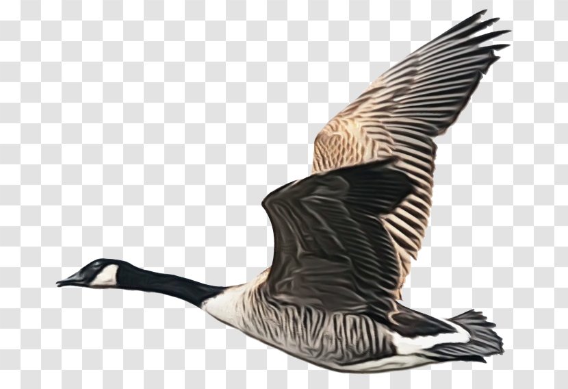 Bird Canada Goose Water Waterfowl - Beak - Wing Transparent PNG