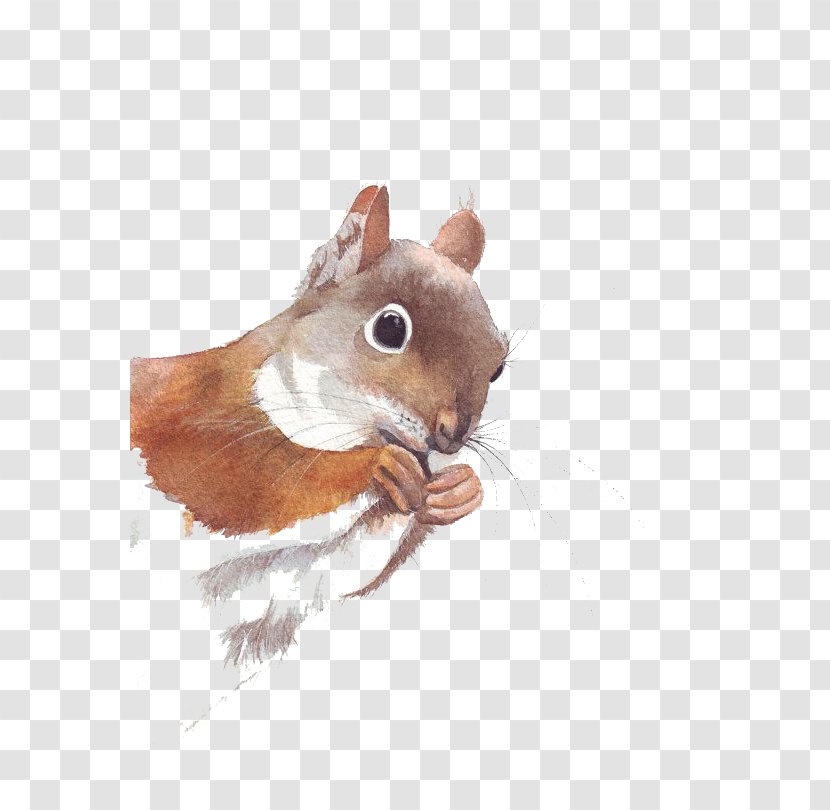 Cute Squirrel - Hamster - Watercolor Painting Transparent PNG