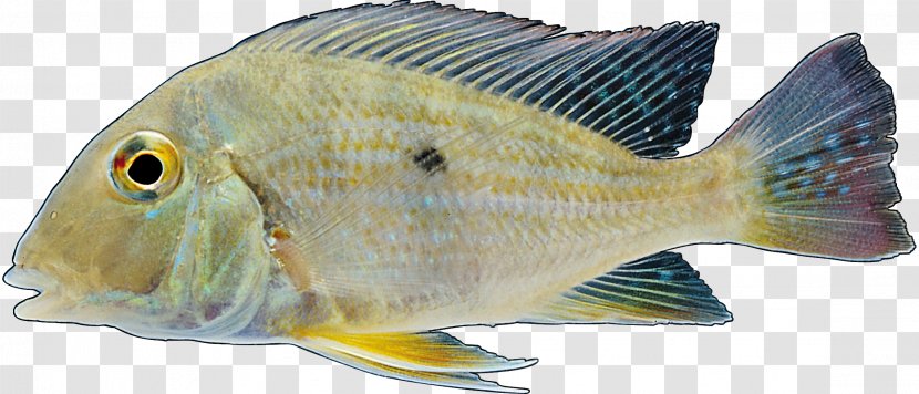 Tilapia Freshwater Fish Common Carp Fresh Water - Snappers Transparent PNG