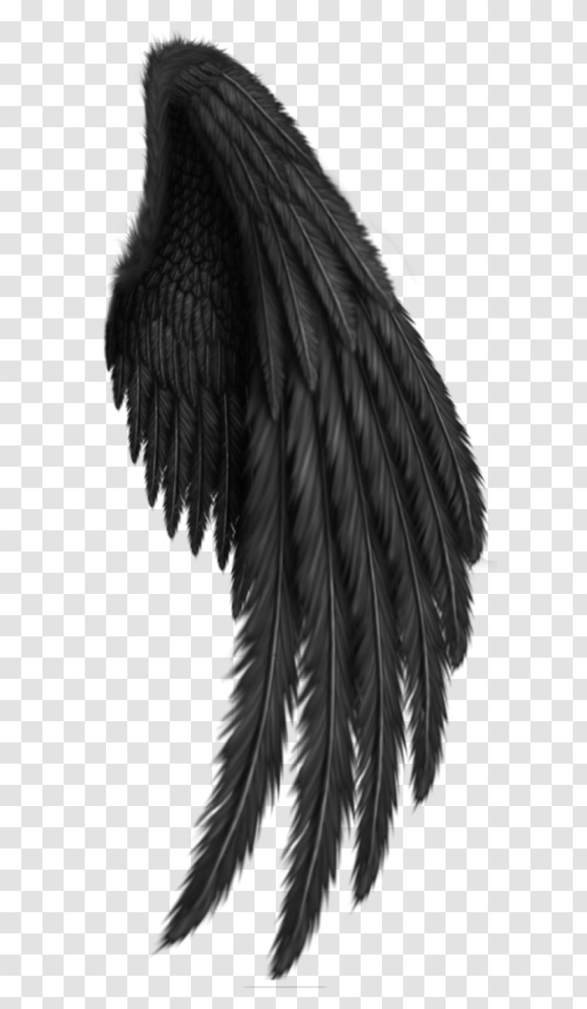 Drawing Clip Art - Feather - Wings Transparent PNG