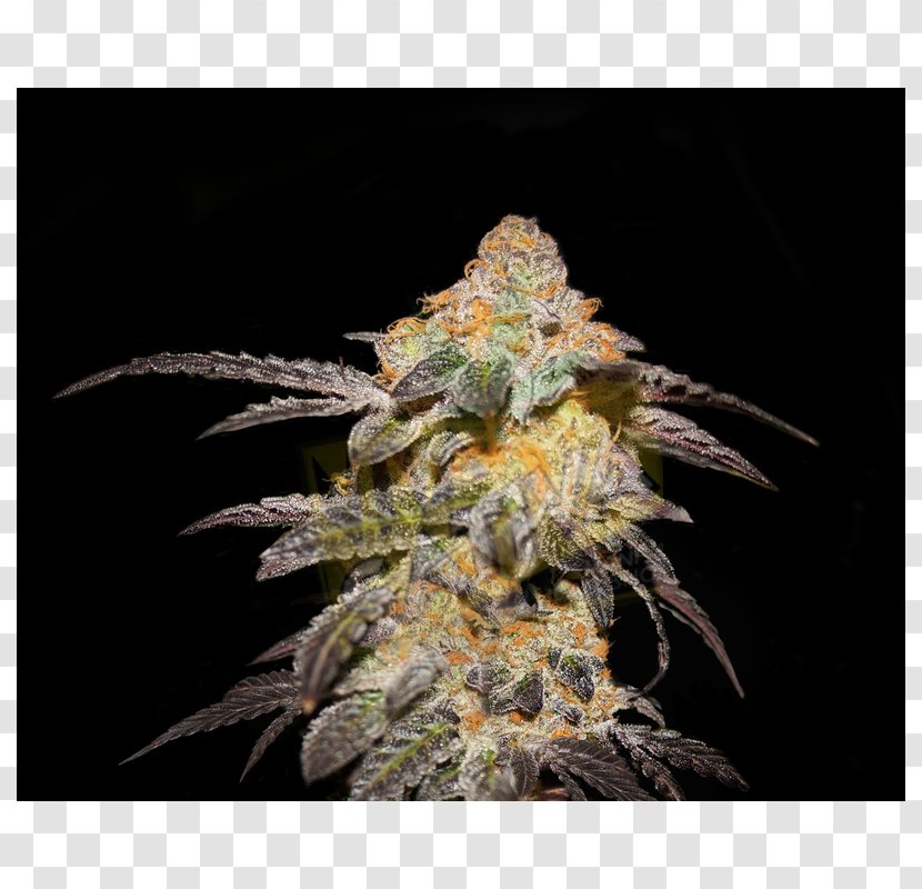 Seed Company HTTP Cookie Cannabis Sativa - Http - Seeds Transparent PNG