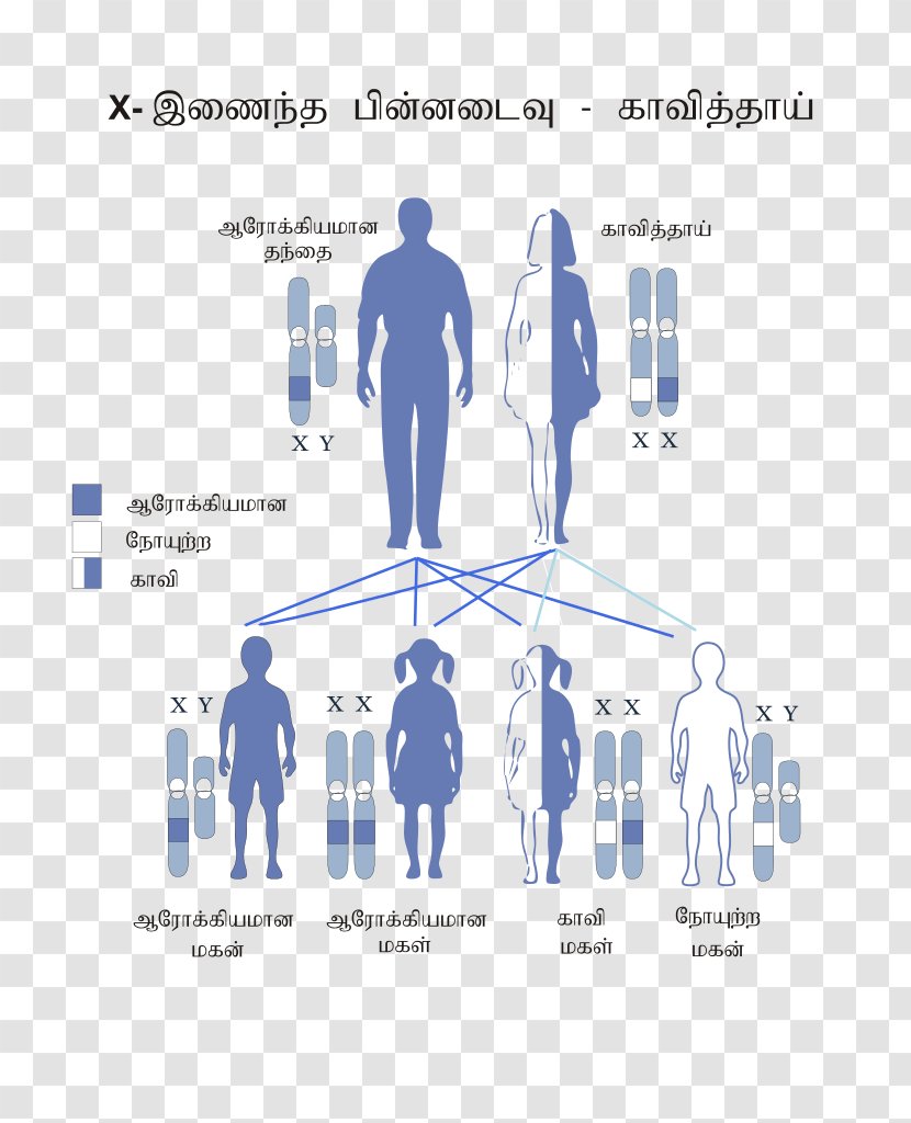 Color Blindness X-linked Recessive Inheritance X Chromosome Genetic Disorder Disease - Visual Perception - Tea Pattern Transparent PNG