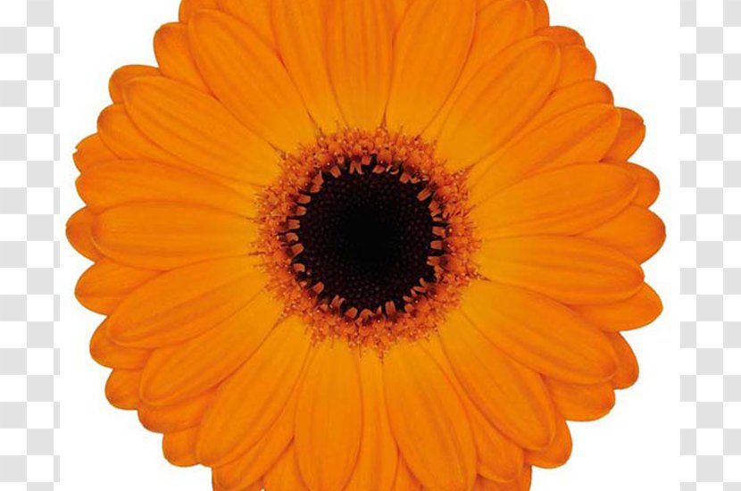 Colours Of Nature Chris D'Amico Transvaal Daisy - Gerbera - Stock Photography Transparent PNG