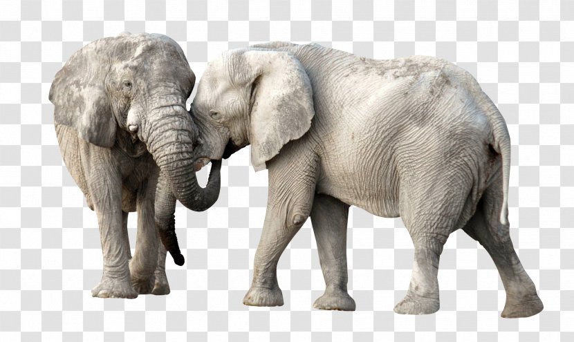 African Elephant - Indian Transparent PNG