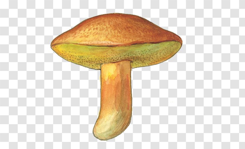 Edible Mushroom Bolete Boletus Edulis Medicinal Fungi Medicine Transparent PNG