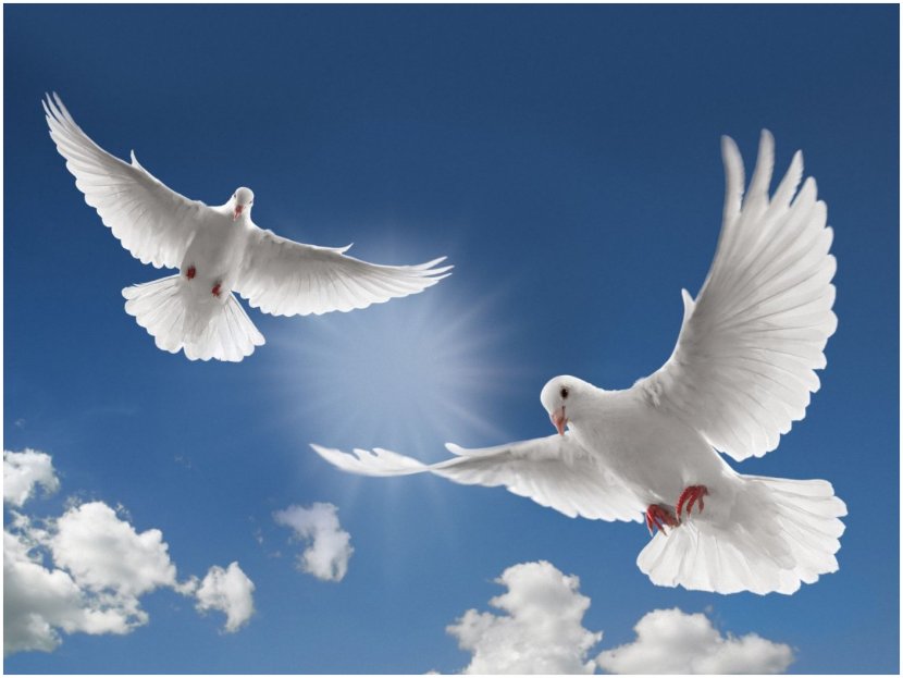 Columbidae Funeral Home Obituary Clip Art - Mourning Dove - DOVE Transparent PNG