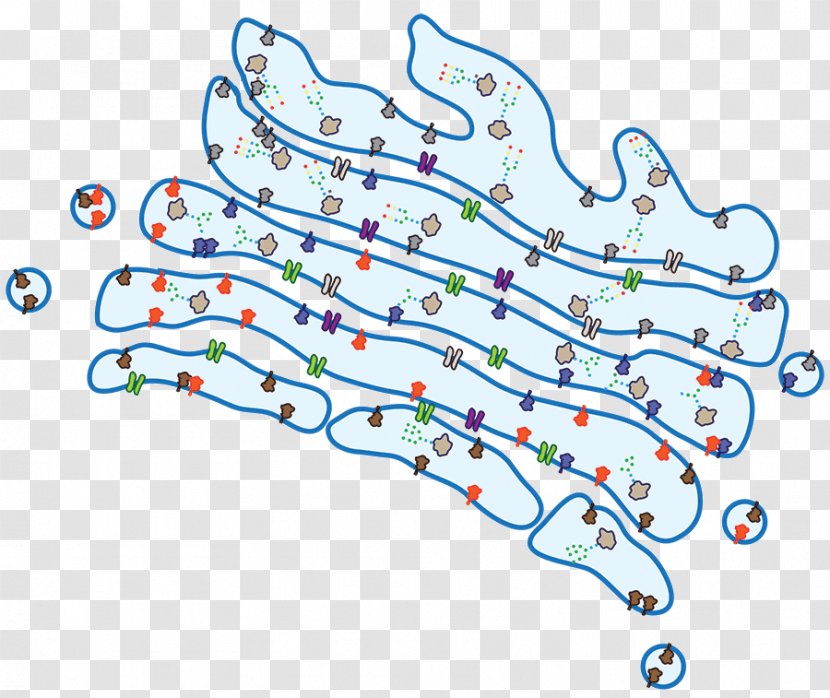 Golgi Apparatus Glycosylation Protein Cell Membrane - Tree - Emphasize Transparent PNG