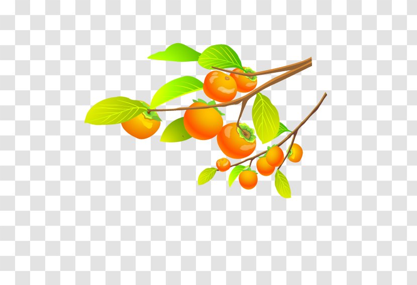 Tangerine Persimmon Fruit Tree - And Foliage Transparent PNG