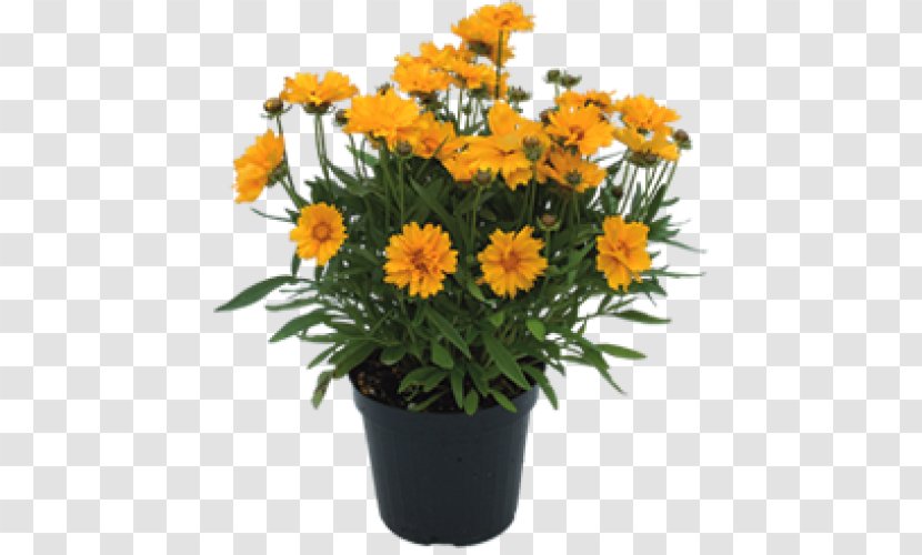 Marguerite Daisy Floral Design Cut Flowers Flowerpot Marigolds - Flower Transparent PNG