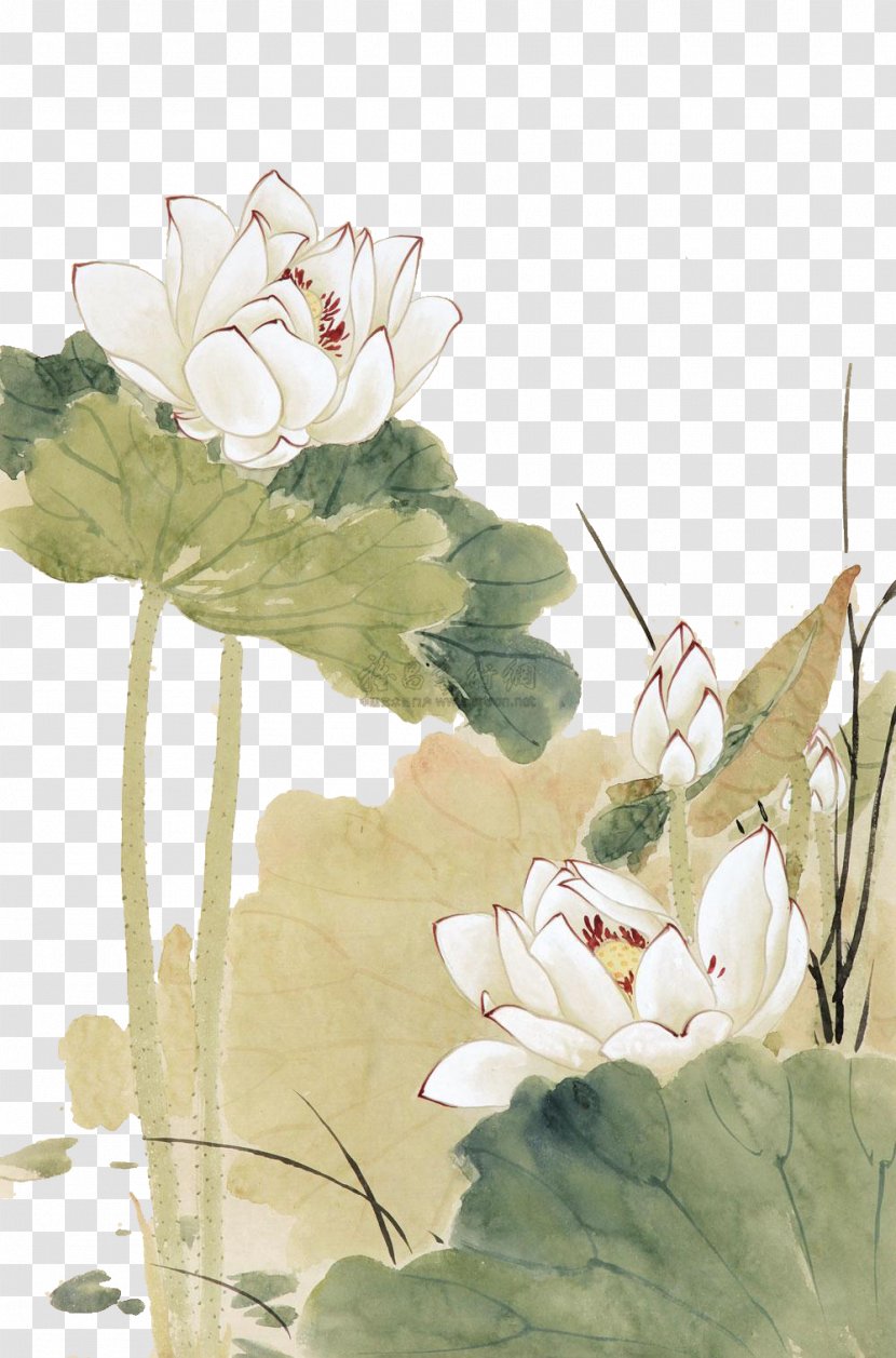 Nelumbo Nucifera Chinese Painting Gongbi - Yu Zhizhen Lotus Transparent PNG