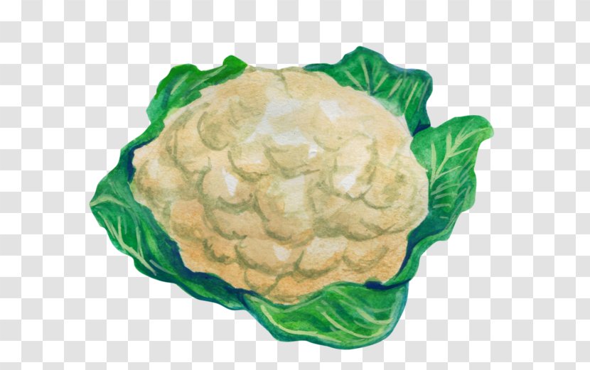 Cabbage Cauliflower Leaf Vegetable Transparent PNG