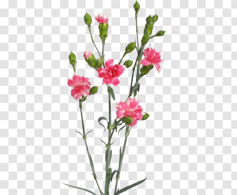 Carnation Cut Flowers Cherry Herbaceous Plant - Flower Transparent PNG
