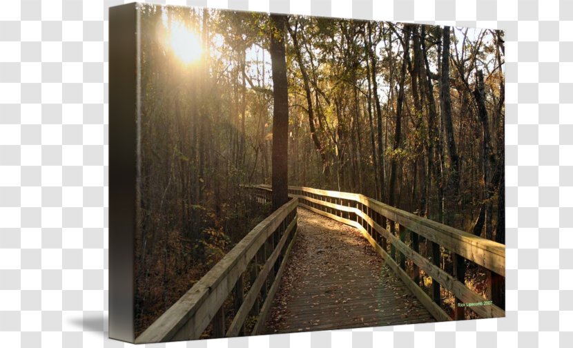 Woodland Nature Reserve Tree Sunlight - Computer - Wood Transparent PNG