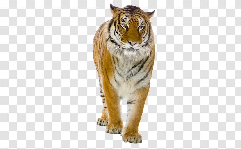 Tiger Lion Felidae Clip Art - Carnivoran Transparent PNG
