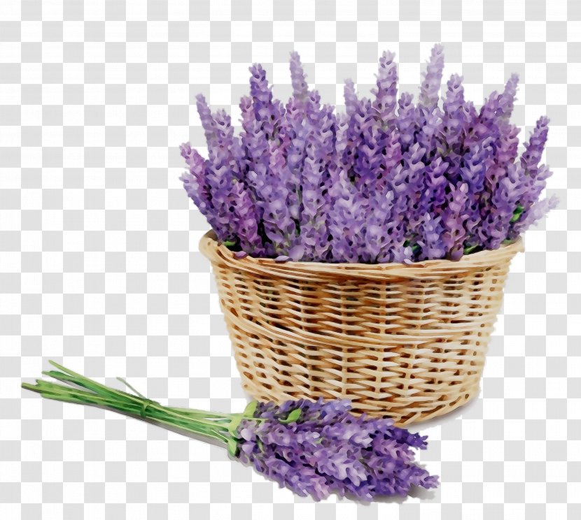 English Lavender Aromatherapy Aroma-massaggio Essential Oil Distillation - Delphinium - French Transparent PNG