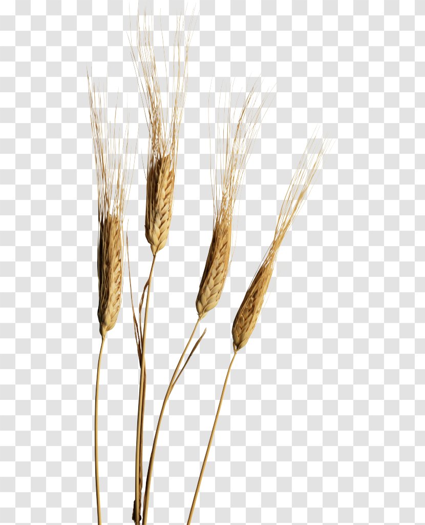 Emmer Ear Einkorn Wheat Cereal - Whole Grain Transparent PNG