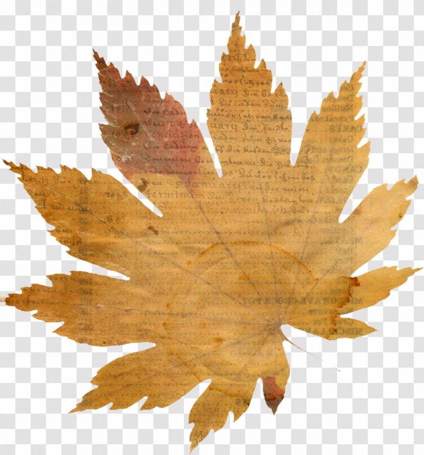 Autumn Leaves Maple Leaf - Petal Transparent PNG
