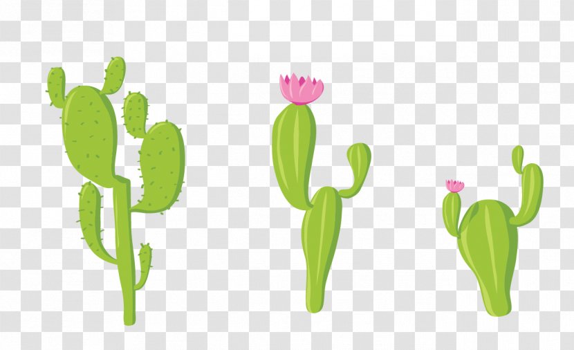 Cactaceae Euclidean Vector - Grass Gis - Green Cactus Transparent PNG
