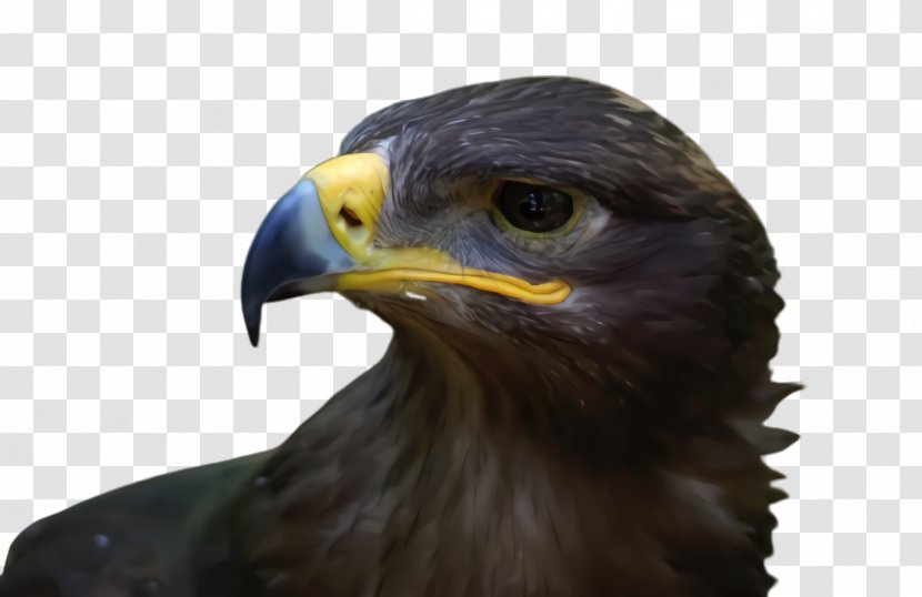 Sea Bird - Bald Eagle - Falcon Stellers Transparent PNG