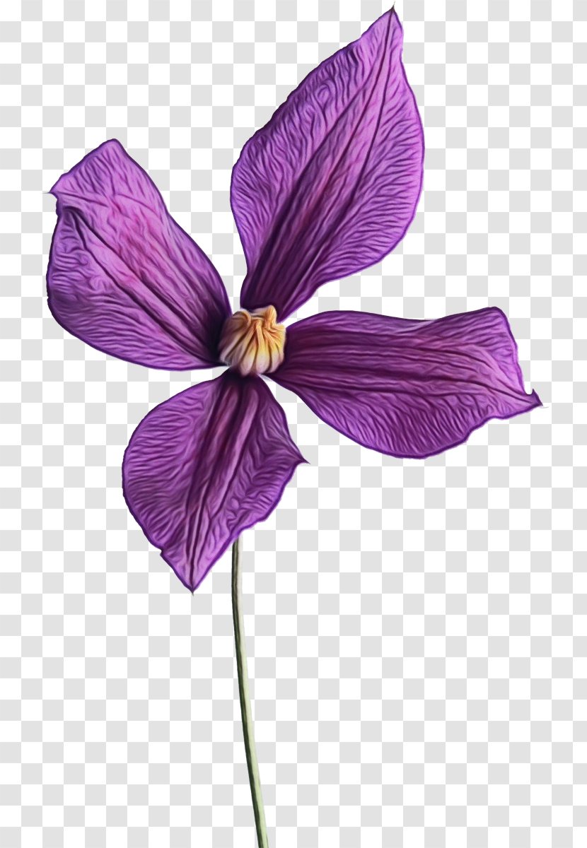 Flower Petal Violet Purple Plant - Iris - Viola Transparent PNG