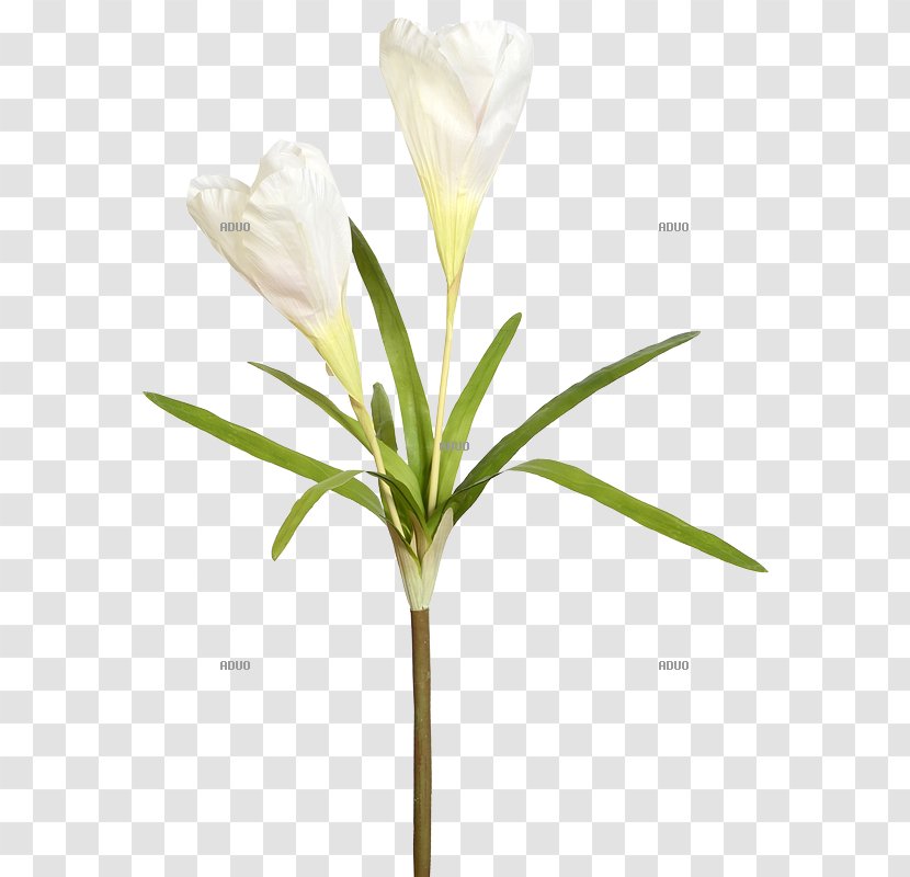 Crocus Iris Family Plant Cut Flowers Dekomarkt.de - Walter Langnickel GmbHCrocus Transparent PNG