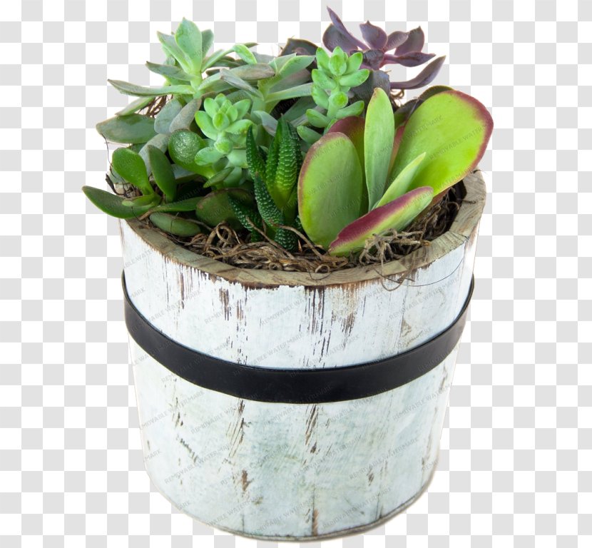 Flowerpot Houseplant Garden Succulent Plant Zen Cart - Bandung - Responsive Web Design Transparent PNG