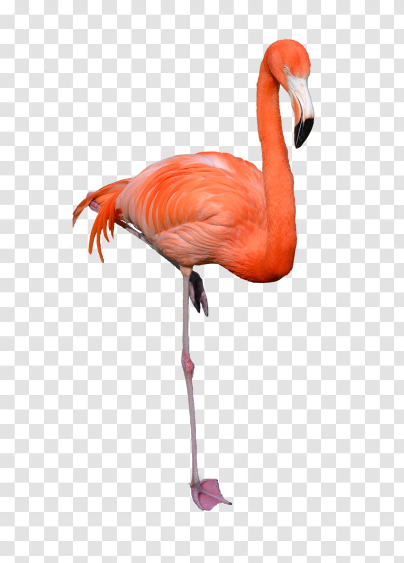 Stock Photography Clip Art - Flamingo Transparent PNG