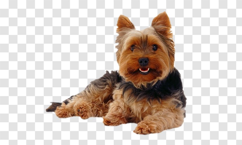 Yorkshire Terrier Morkie Puppy Cairn Yorkipoo - Australian Silky Transparent PNG