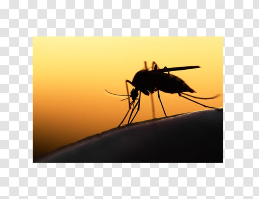 Mosquito-borne Disease 2015–16 Zika Virus Epidemic Fever - Mosquito Control Transparent PNG