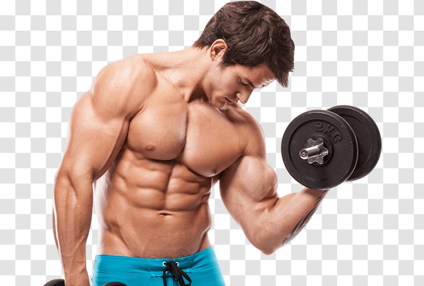 Muscle Hypertrophy Bodybuilding Human Body Anabolic Steroid Male - Frame - Fitness Equipment Transparent PNG