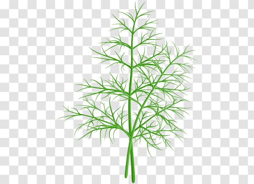 Clip Art Openclipart Image Free Content - Leaf - Dill Taman Transparent PNG