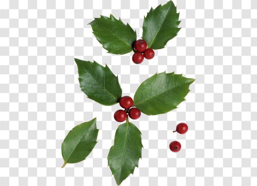 Cranberry Holly Aronia - Auglis - клюква Transparent PNG