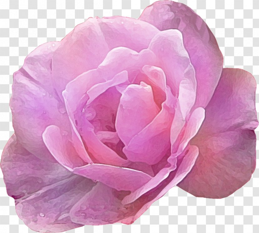 Pink Rose Flower Photography - Petal - Purple Transparent PNG