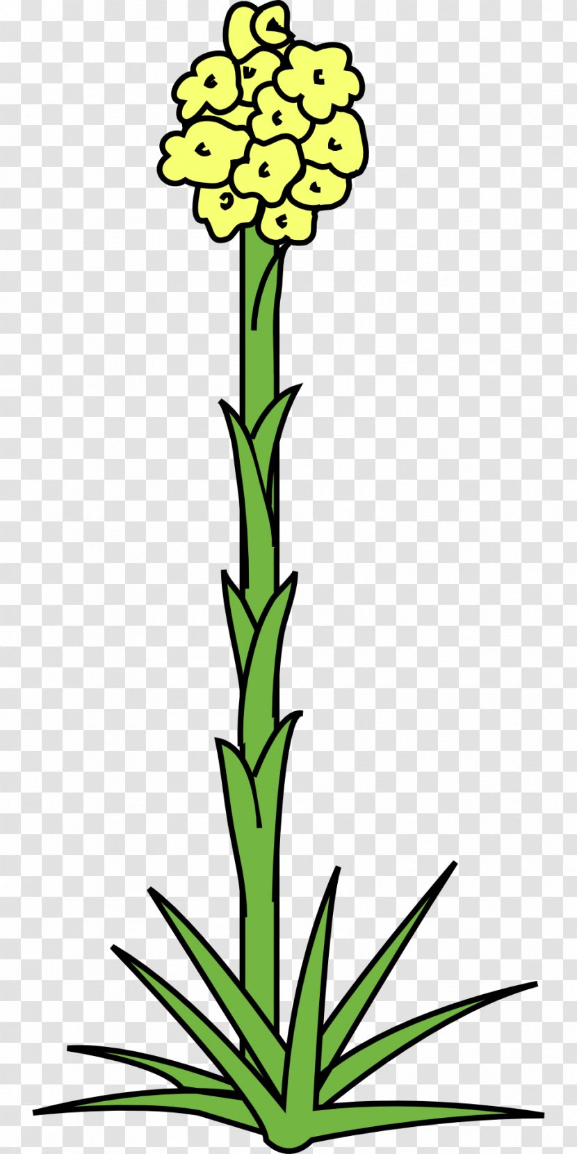 Clip Art - Flower - Plant Transparent PNG