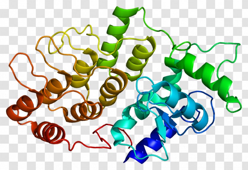 DDEF2 Protein SH3 Domain ADP Ribosylation Factor Ankyrin Repeat - Watercolor - Heart Transparent PNG